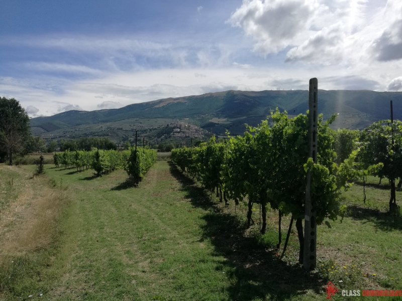 VIGNA E TERRENO AGRICOLO A CANNAIOLA TREVI